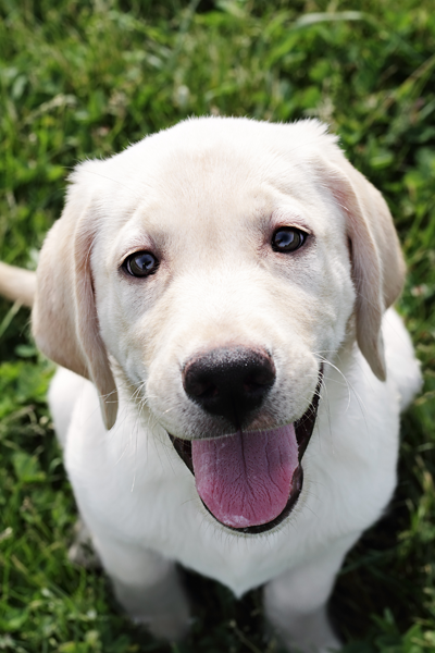 Dog in grass Dog in grass
