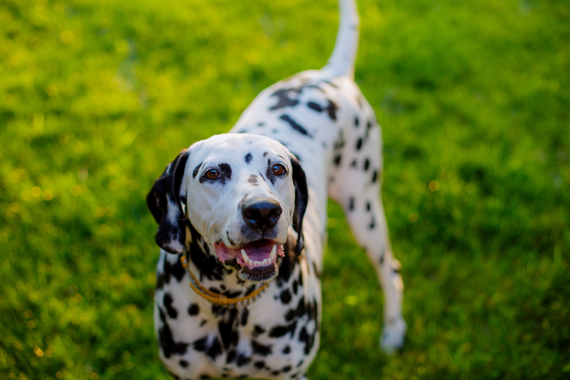 Dalmation in grass