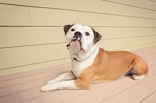 Boxer
