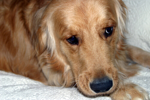 Golden Retriever Laying down Golden Retriever Laying down