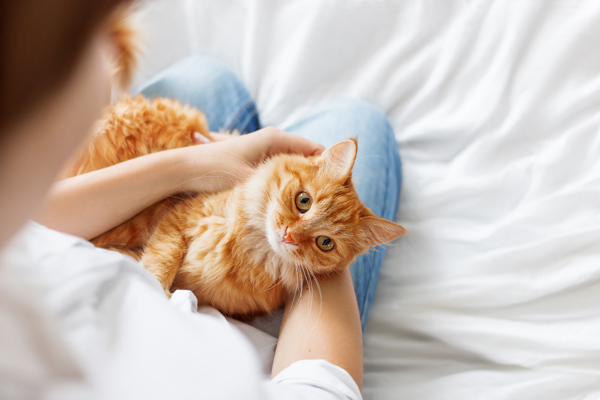 Cat being held Cat being held