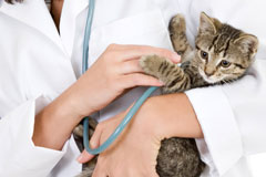Checkup