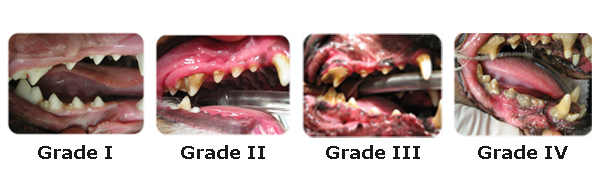 how much does it cost to treat periodontal disease in dogs