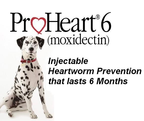 ProHeart Banner