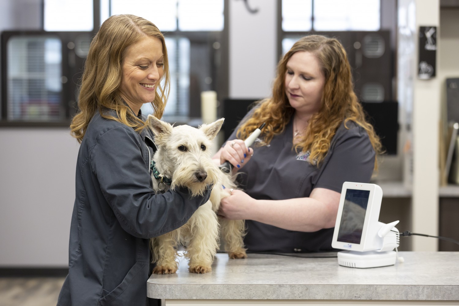 Cold Laser Therapy - Animal House Veterinary Hospital - Arnold MO