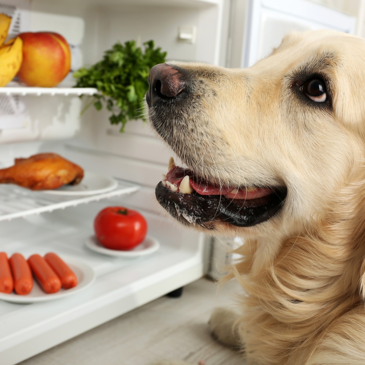 Dog with Food