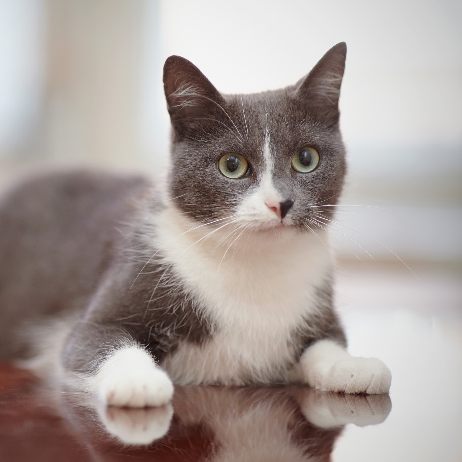 Will my pet have stitches?