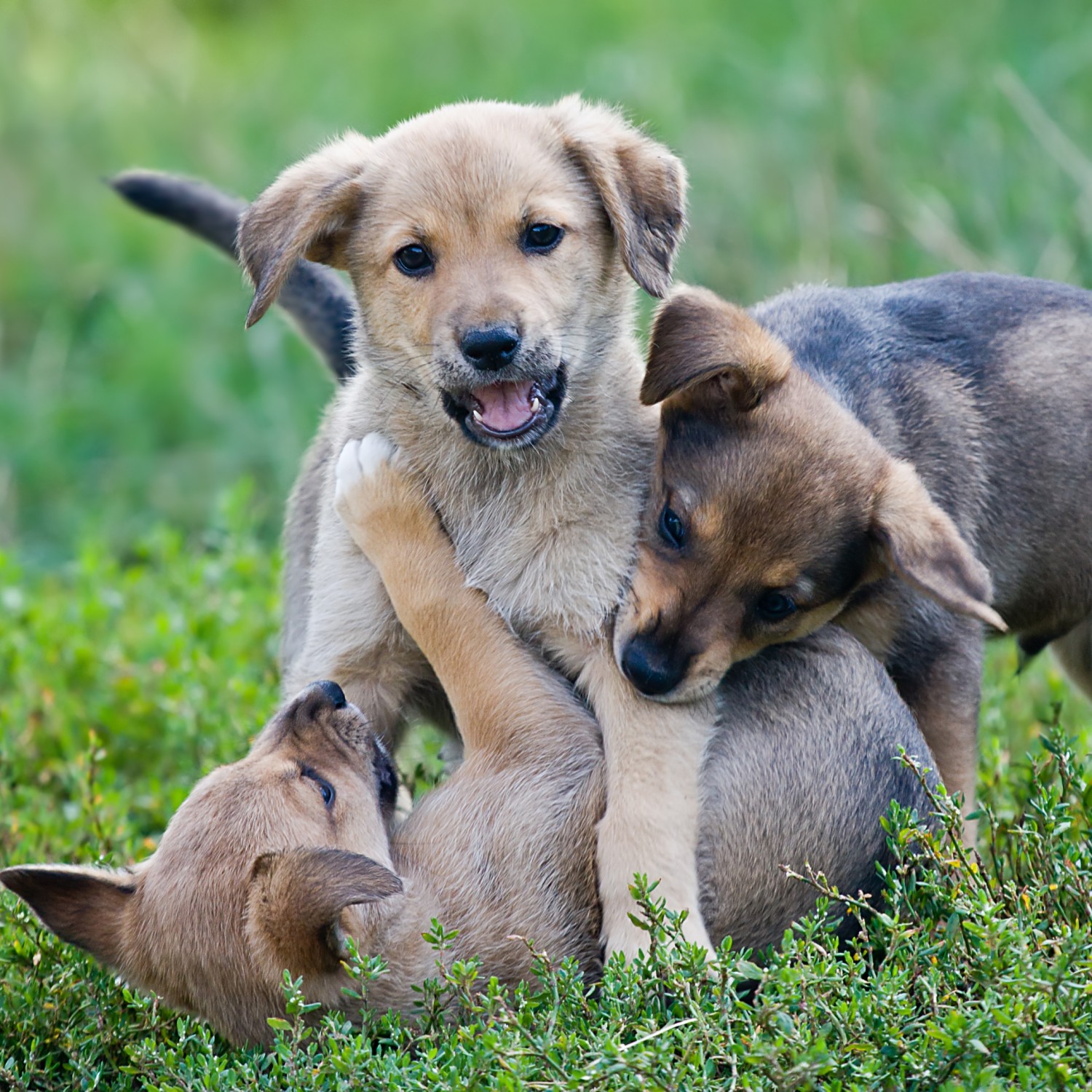 Is the anesthetic safe?