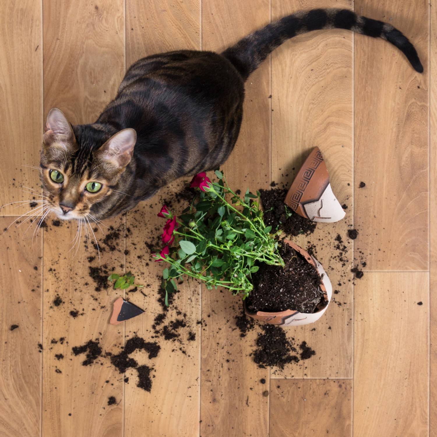 Cat with broken plant
