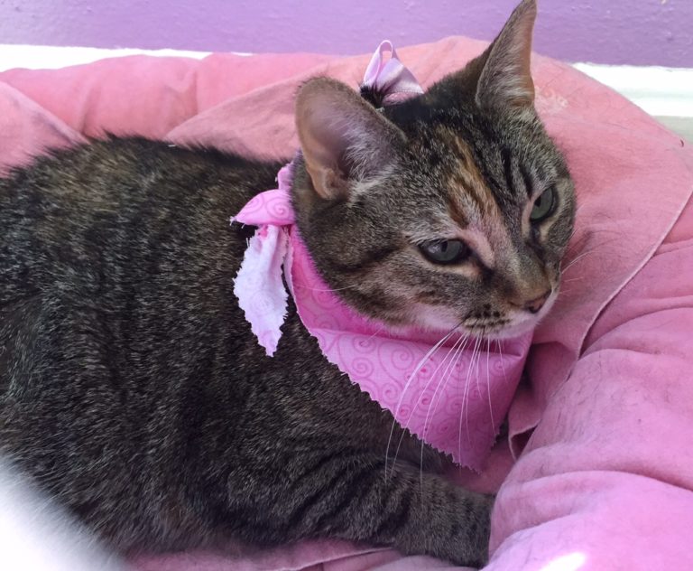 Cat with Bandana Cat with Bandana