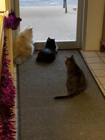 Cats Looking Out Door