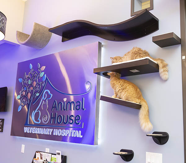 Cats on the Wall