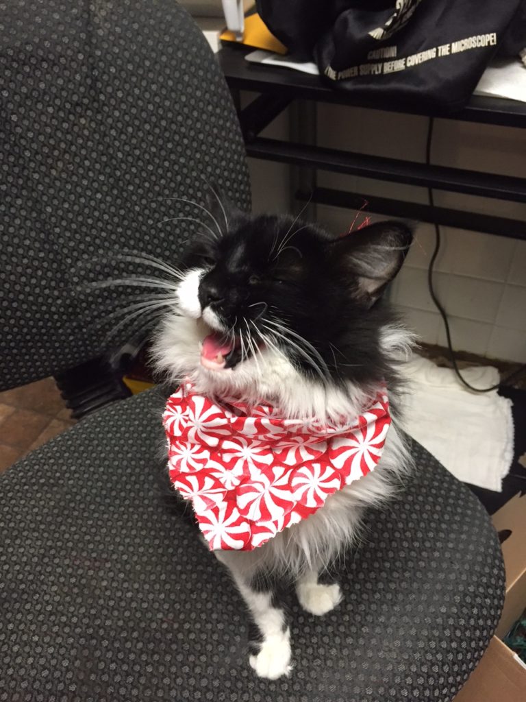 Hospital Ambassador
