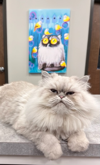 Hospital Ambassador