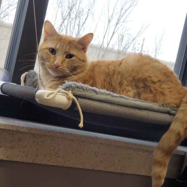 Mango - Hospital Ambassador