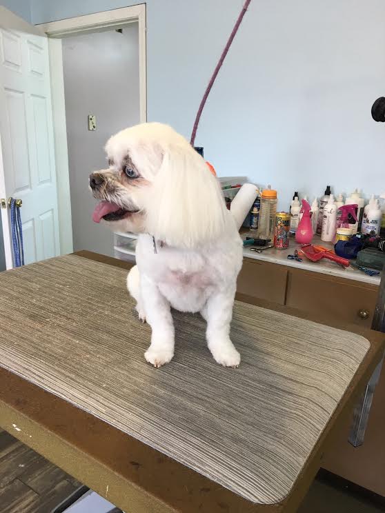Bailey After Bailey After