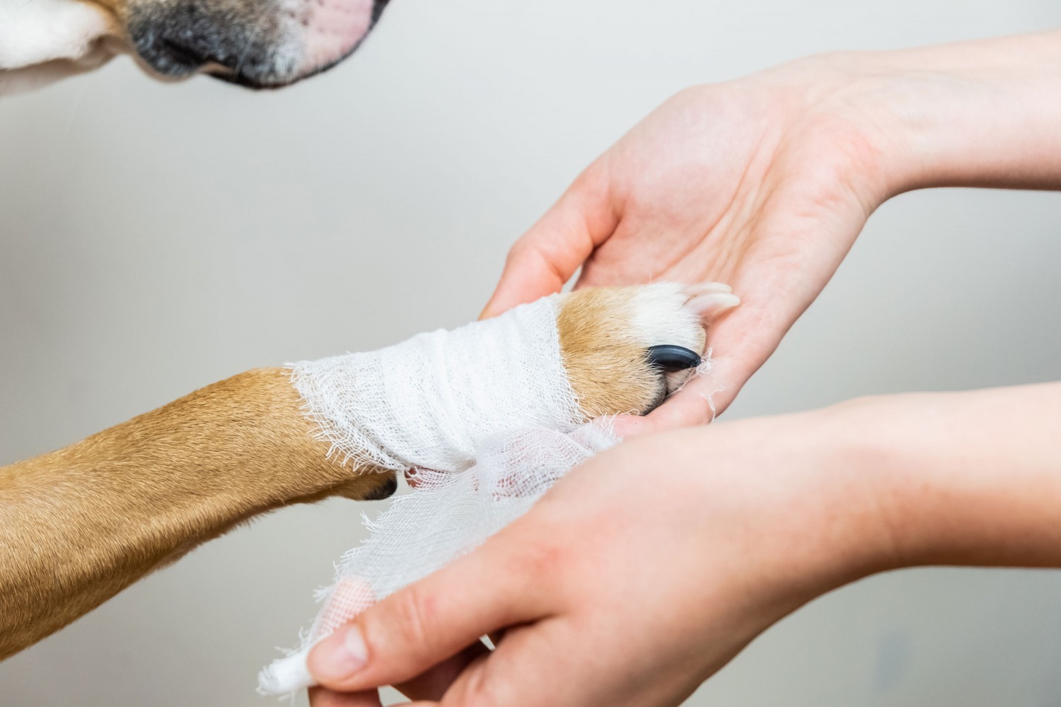 Paw in Hand