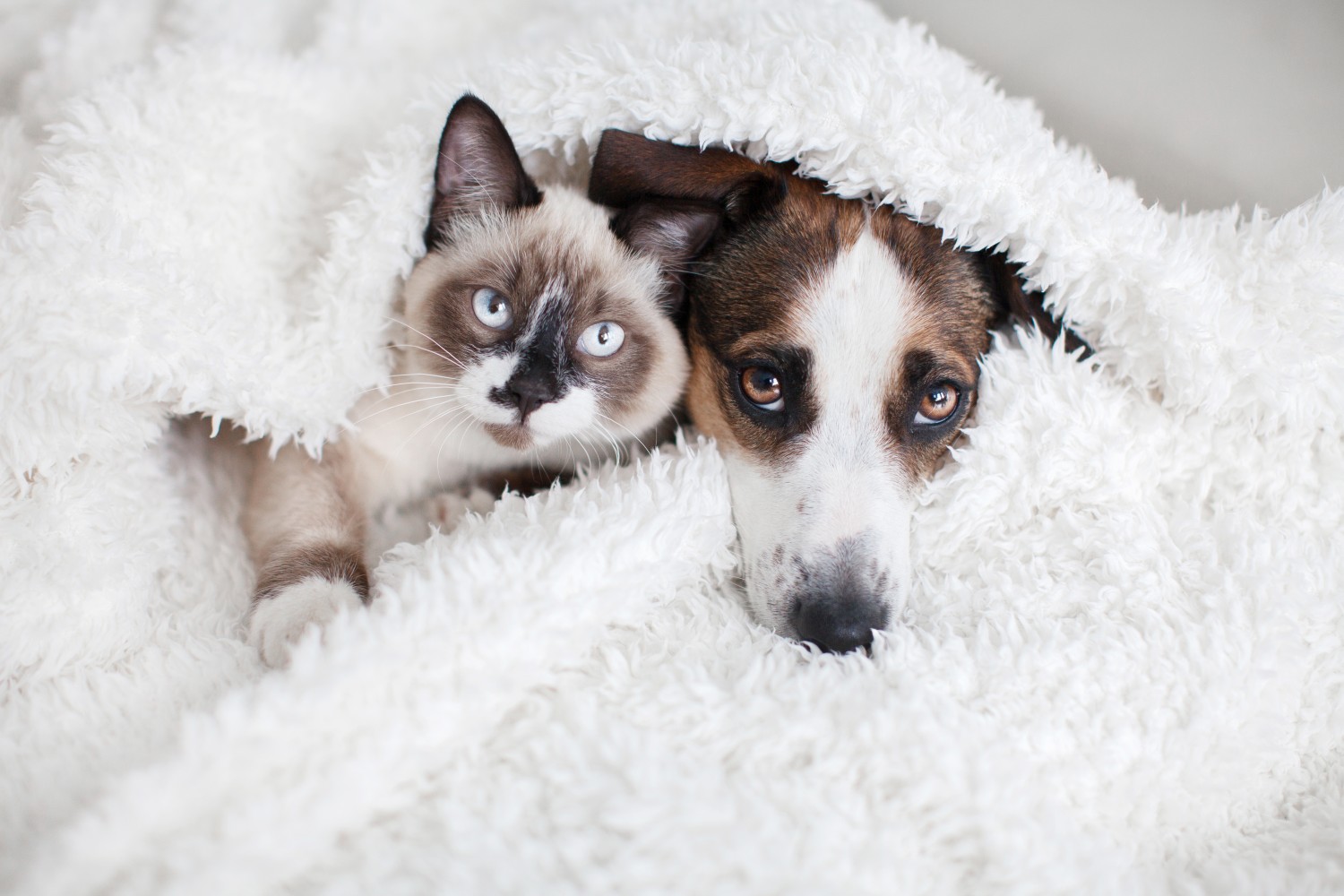 Dog and Cat under blankets