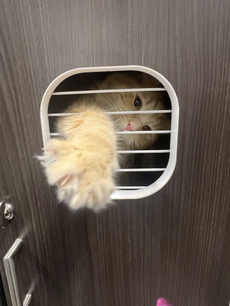 Kitty Paw