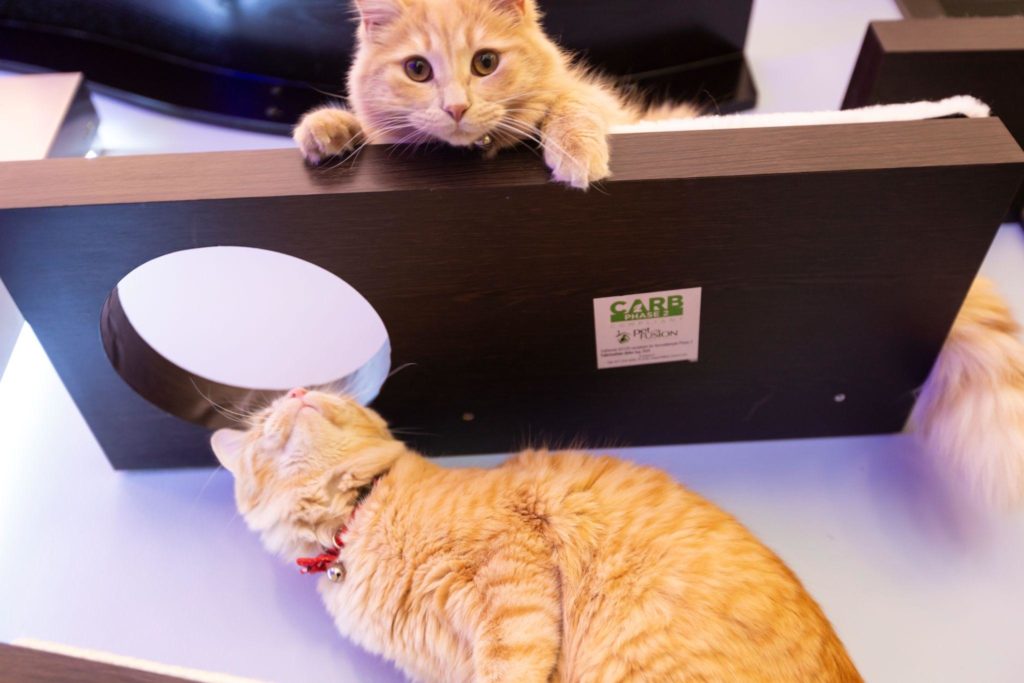 Cat Wall
