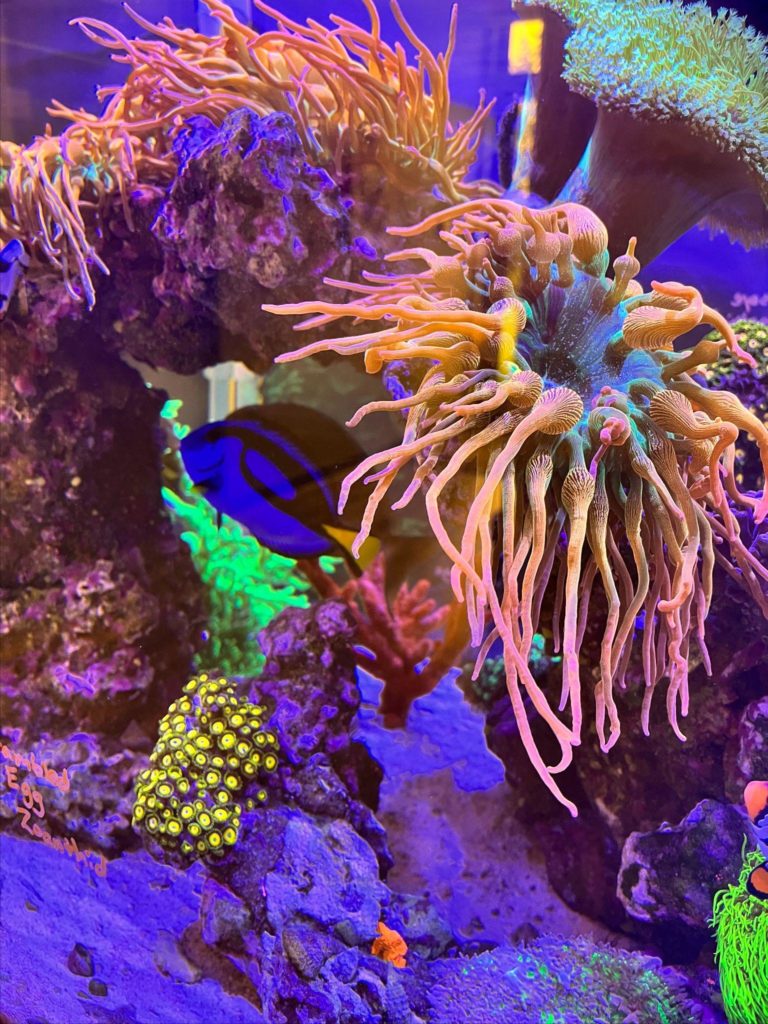Fish Tank