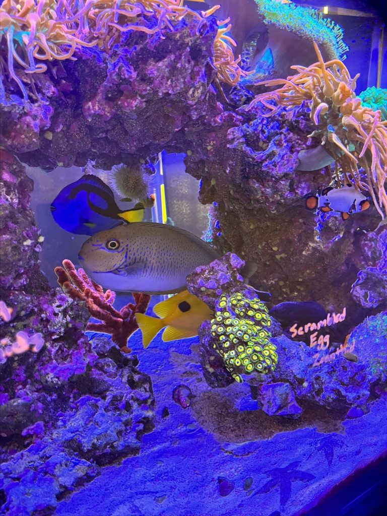 Fish Tank