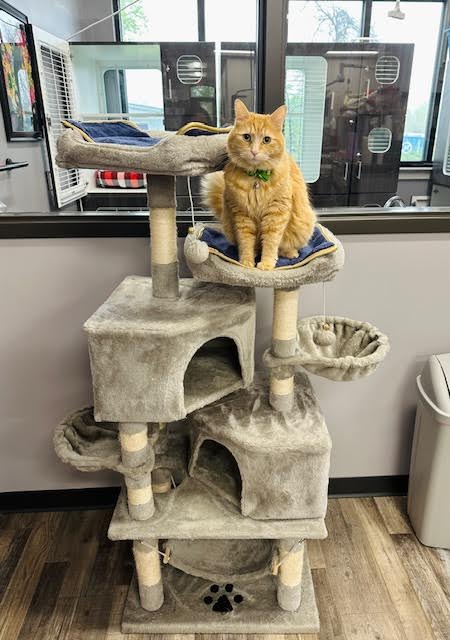 Cat on Cat Tree