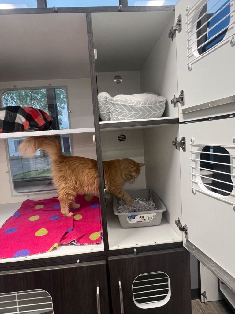 Cat Ward