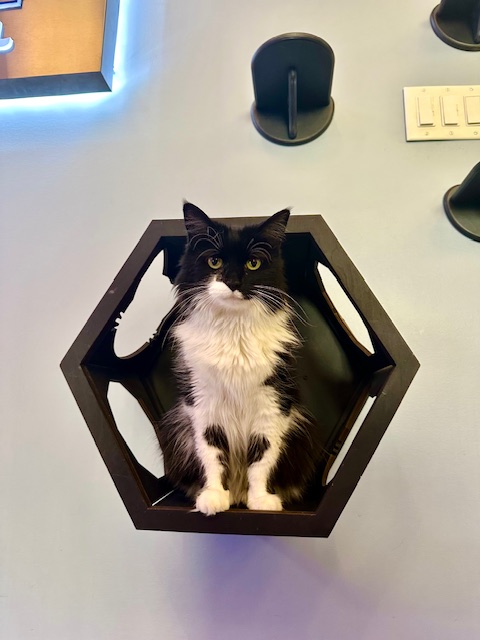 Cat in Wall Box
