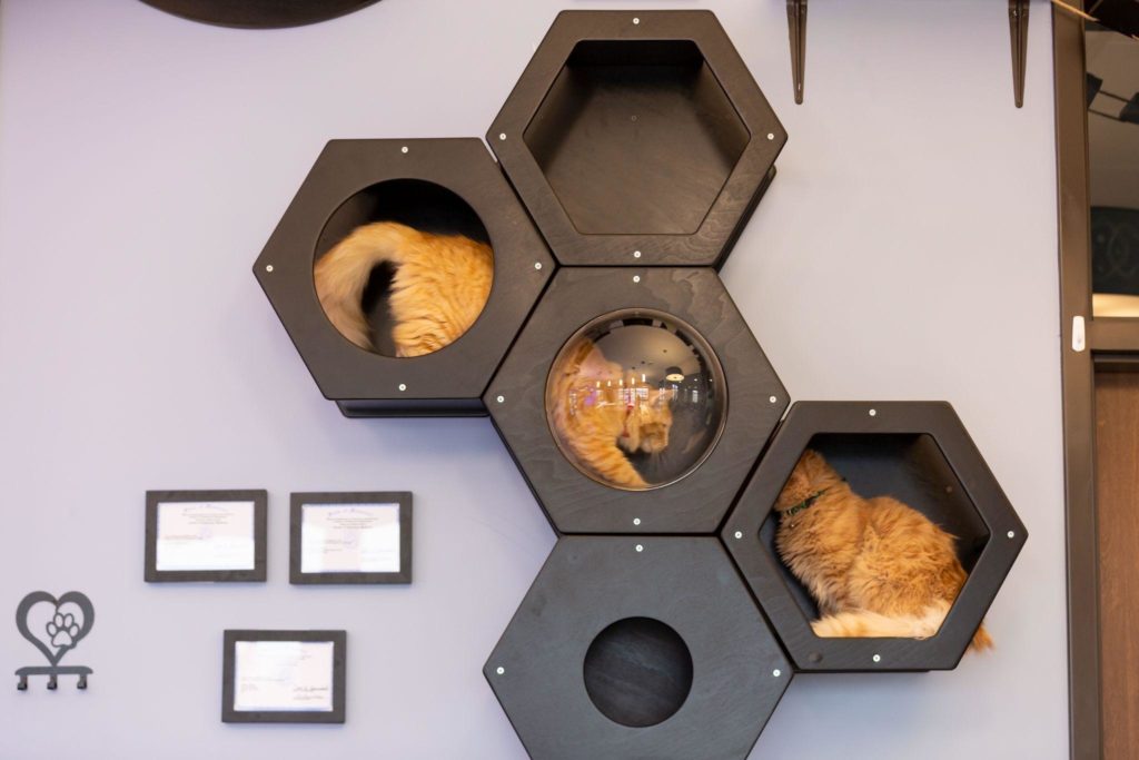 Cat Wall
