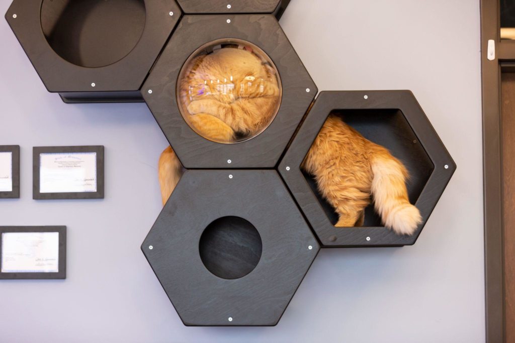 Cat Wall