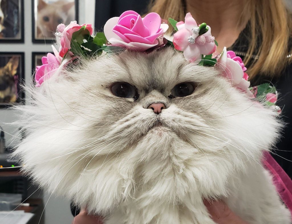 Cat with Floral Headband