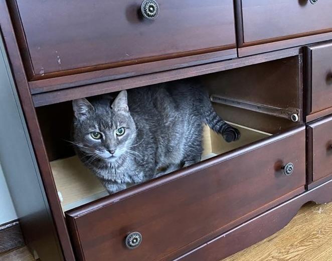 Cat in Drawer