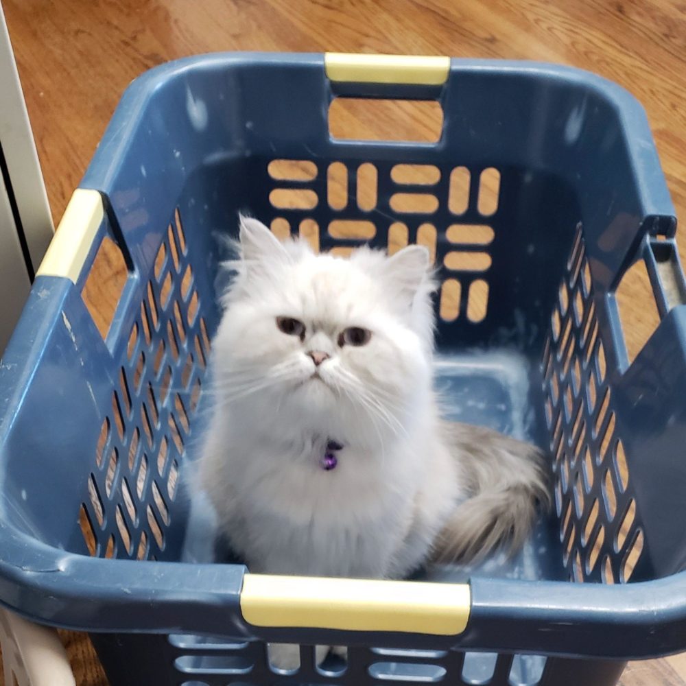 Cat in Laundry Basket