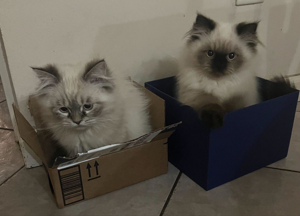 Cats in Boxes