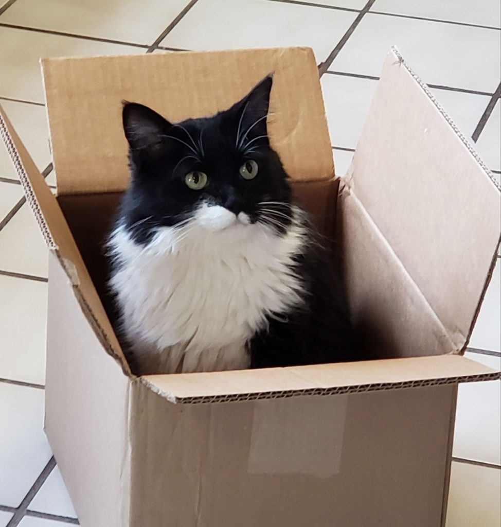 Cat in Box