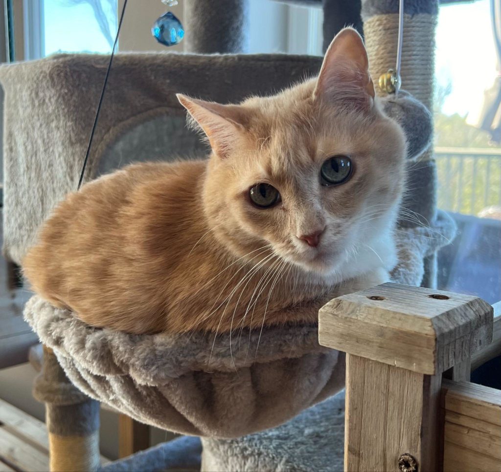 Cat in Cat Tree