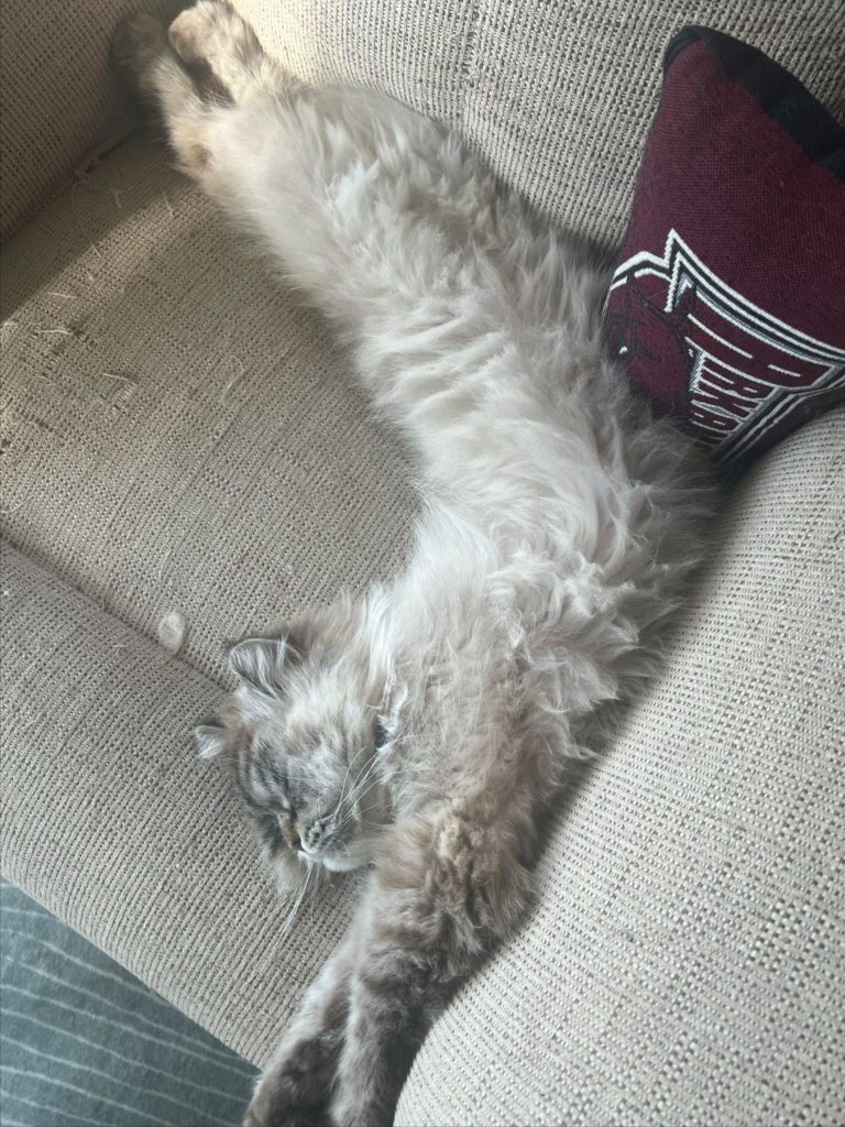 Bendy Cat