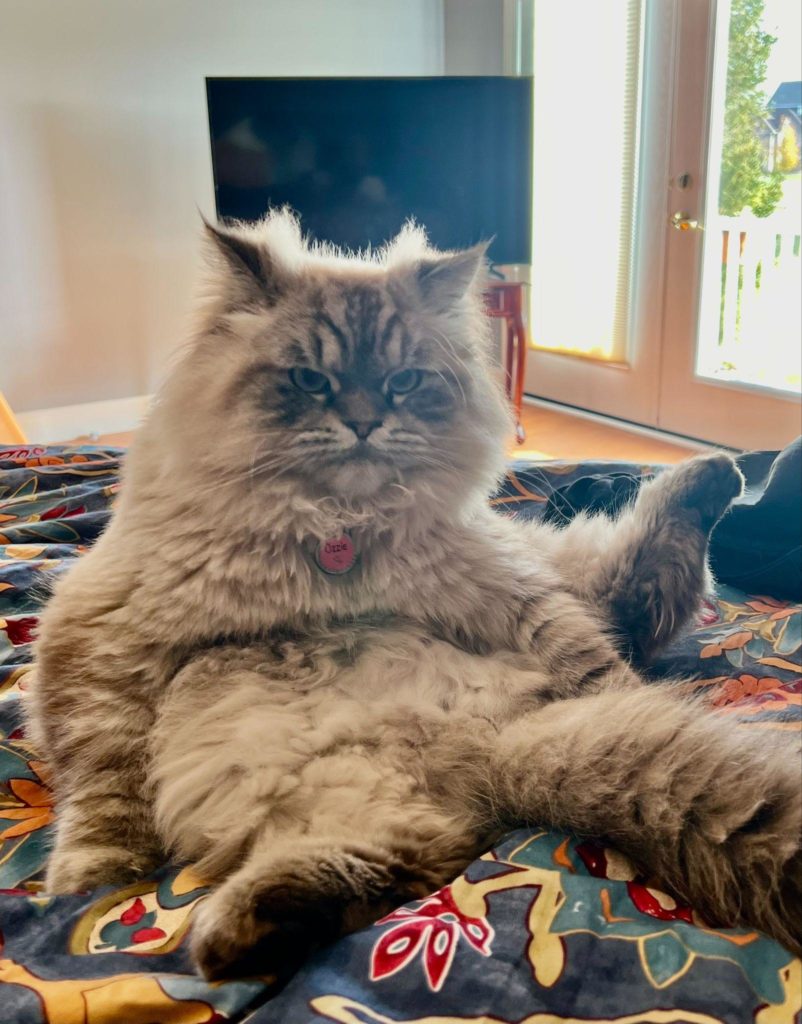 Cat Sitting