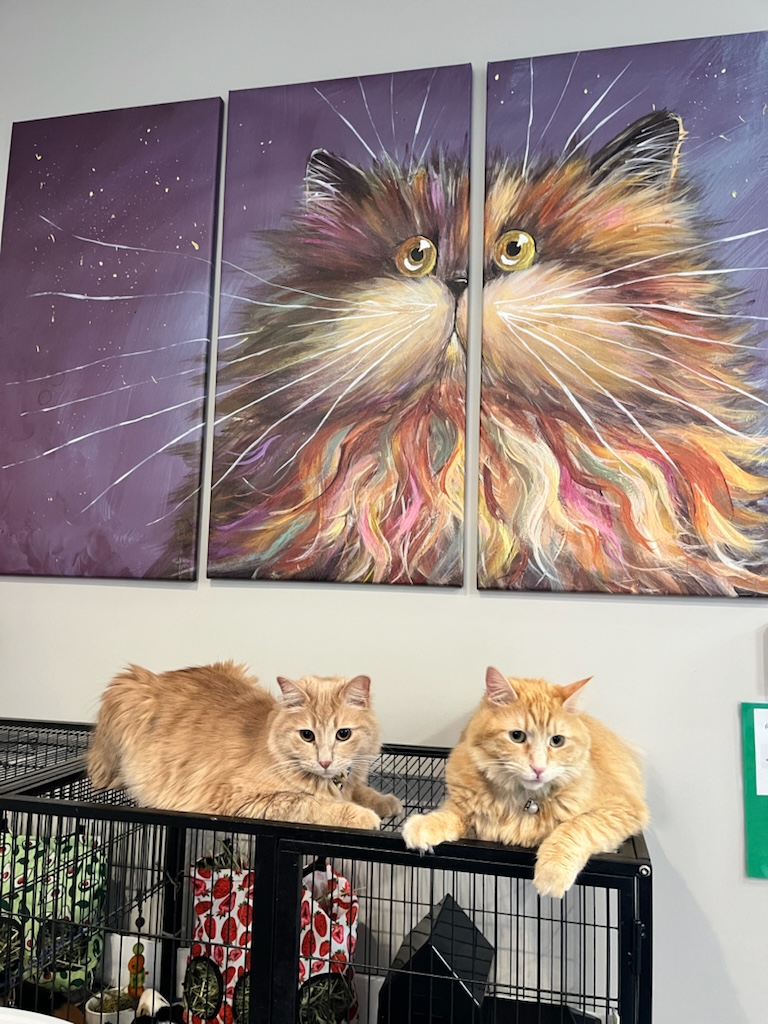 Cats on Cage