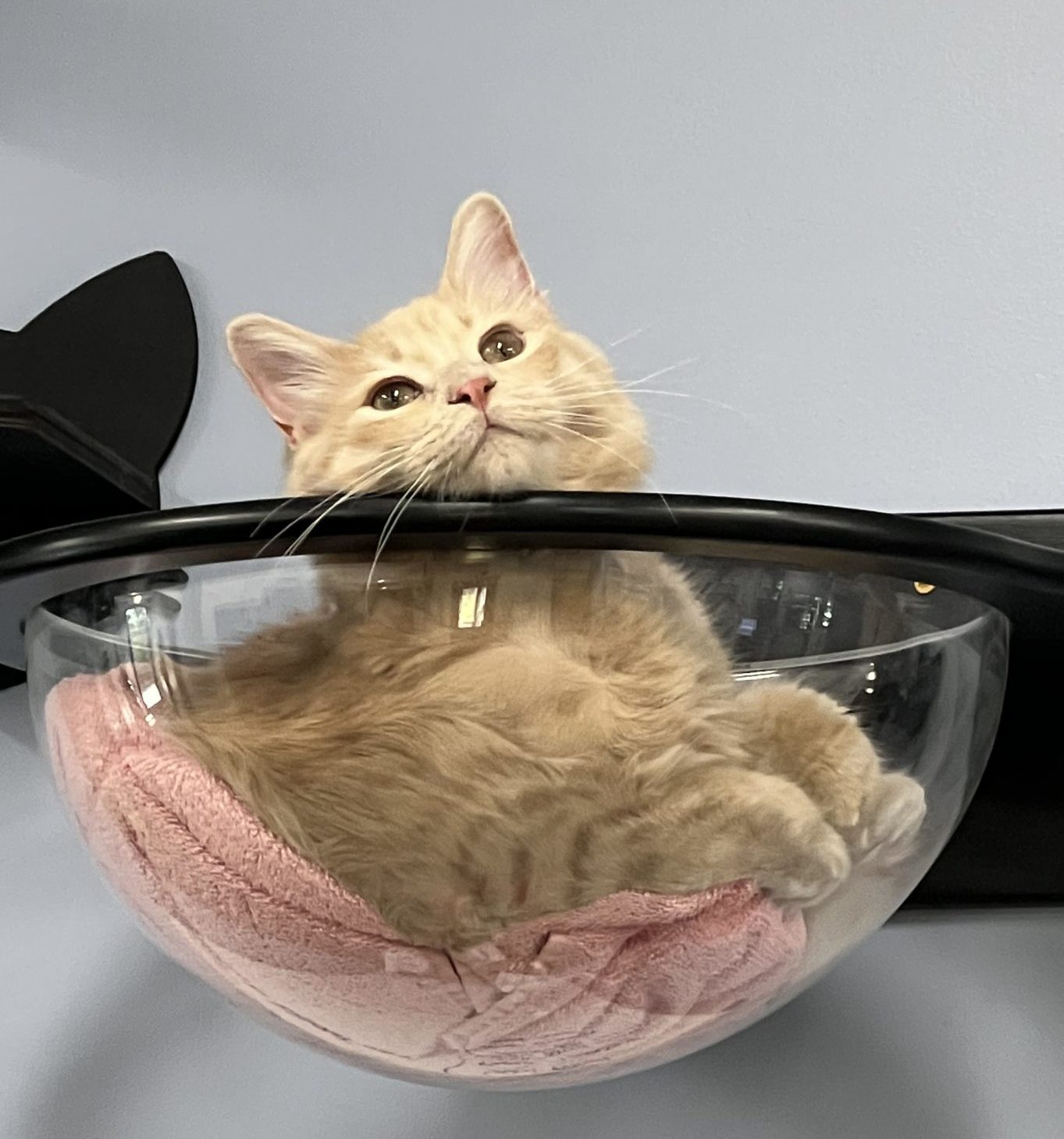 Cat in sink