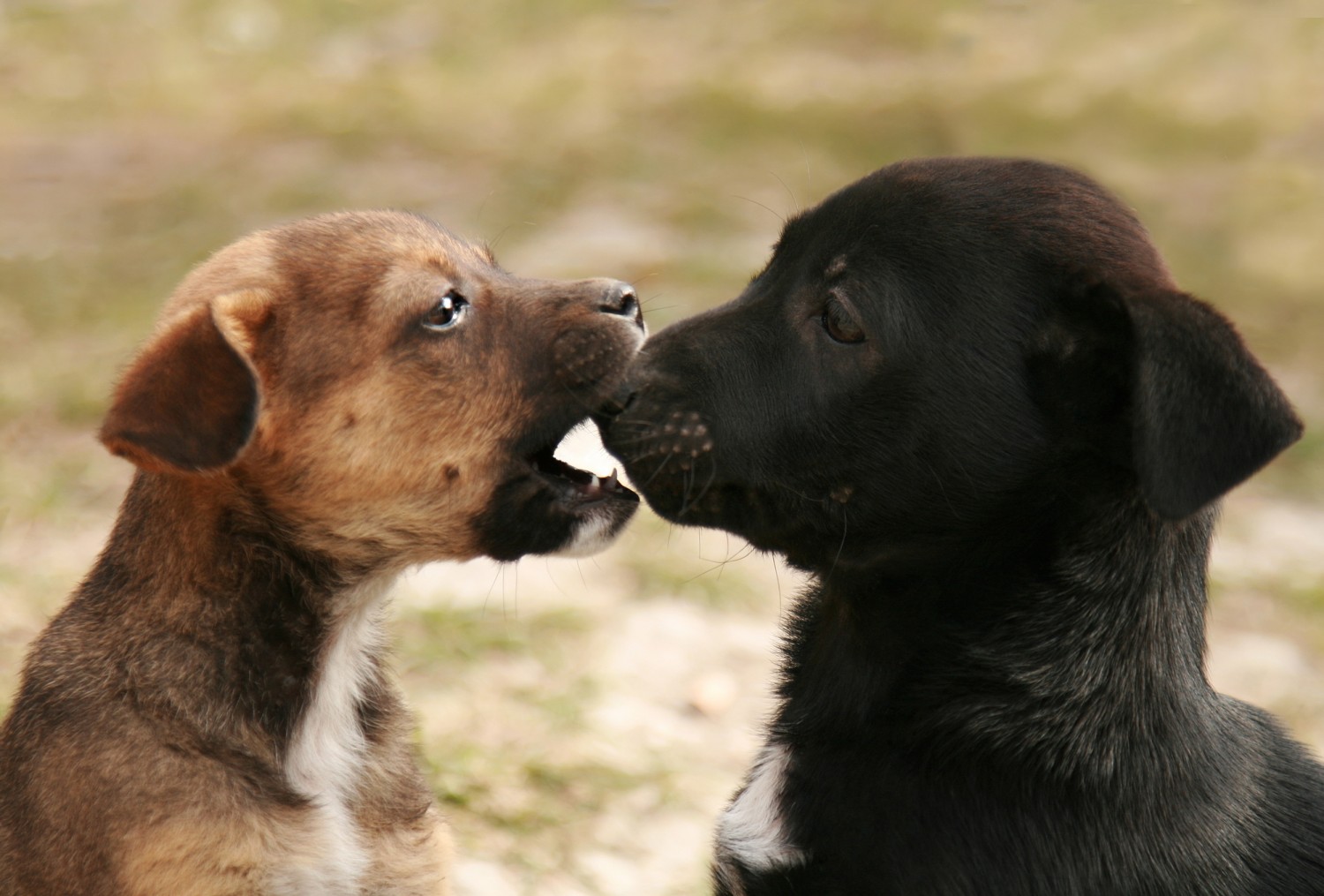 Puppies Playing