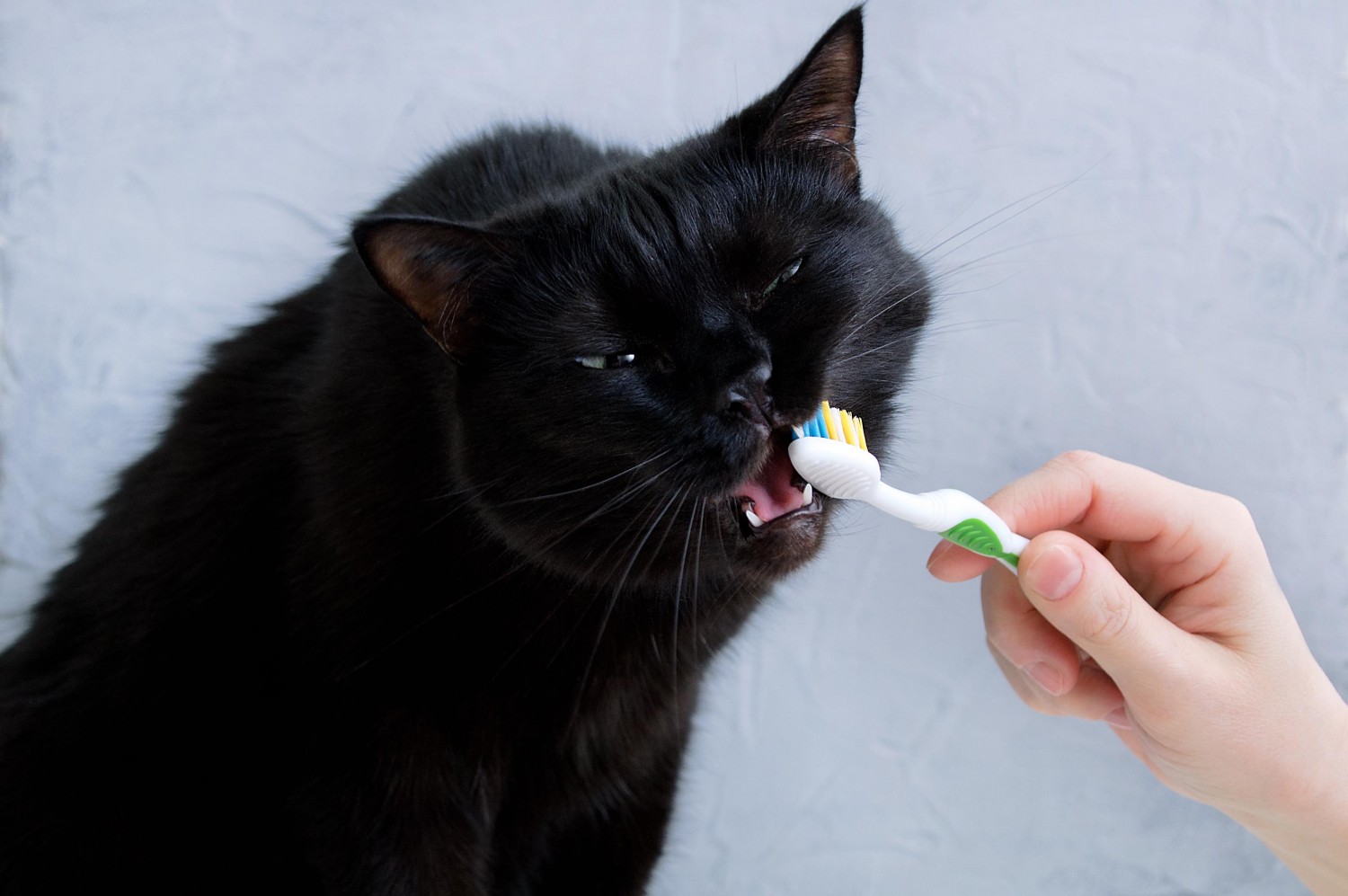 Cat Getting Teeth Brushed