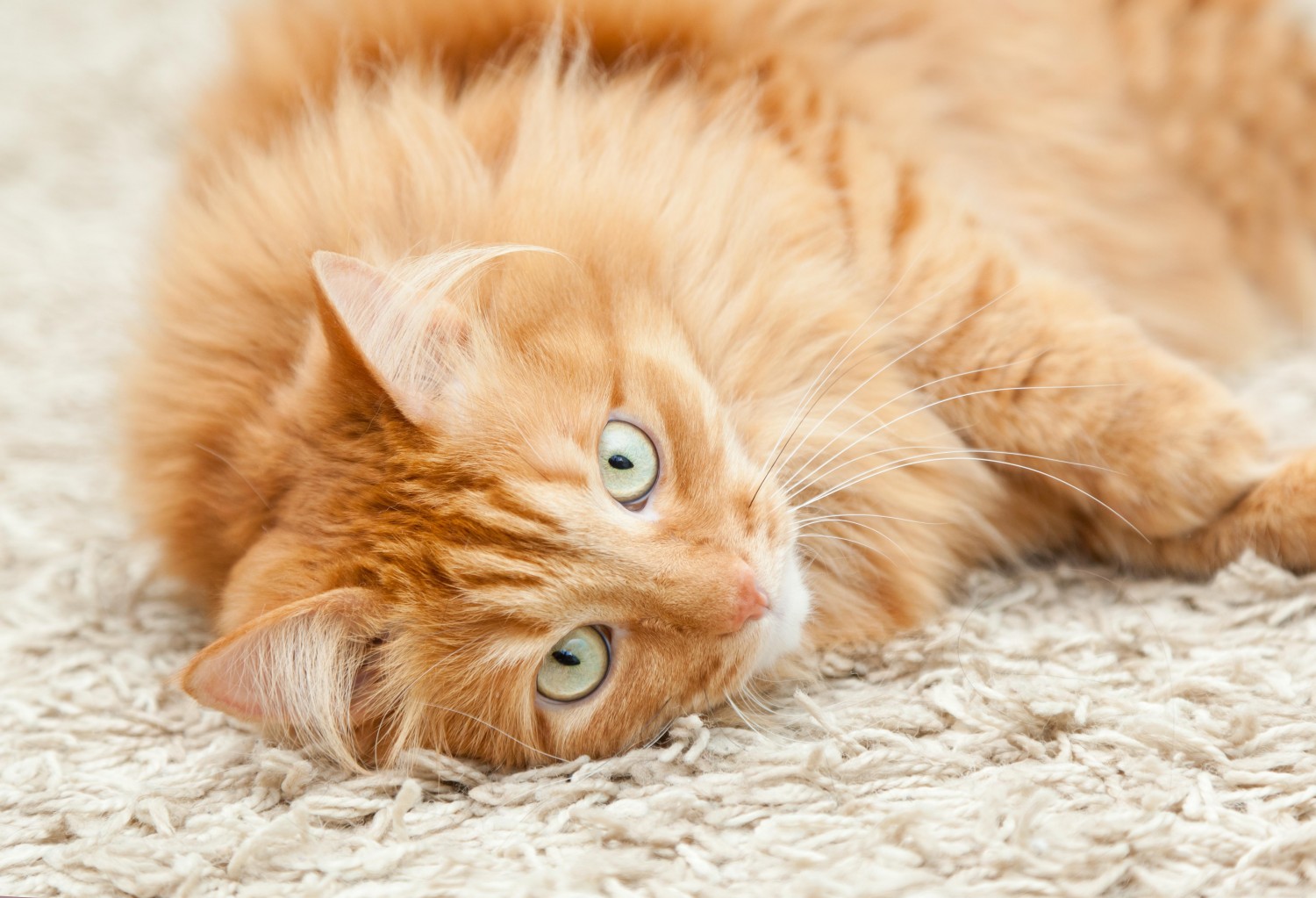 Elder Cat