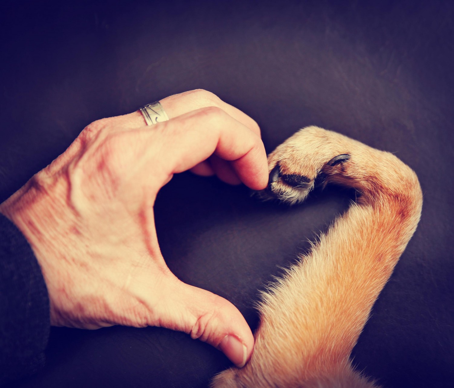 Heart Hand Paw