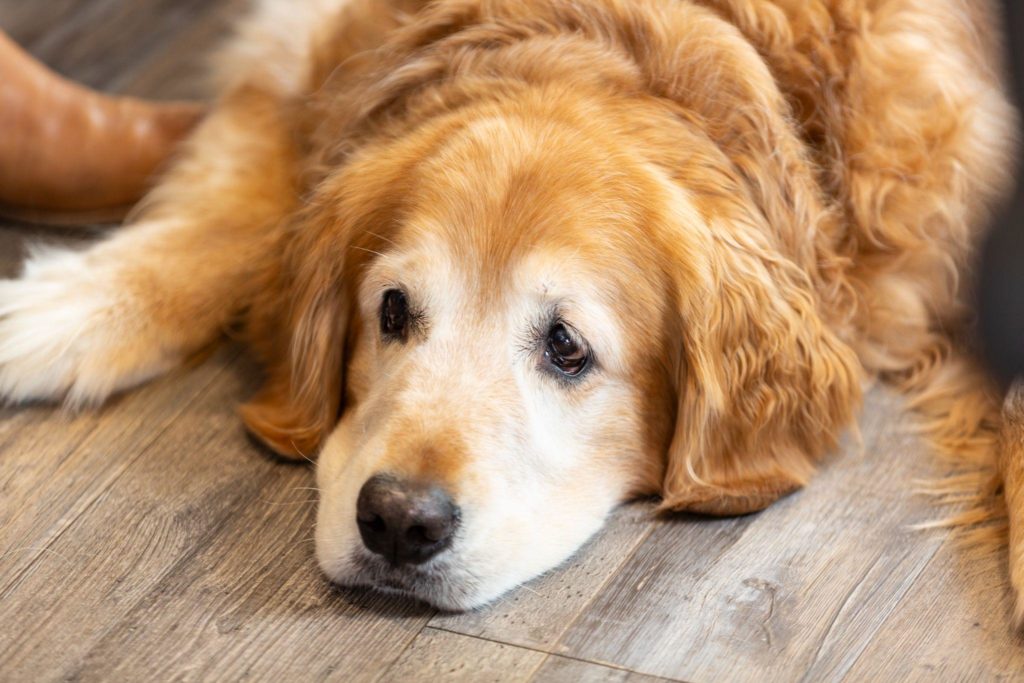 Elder Dog