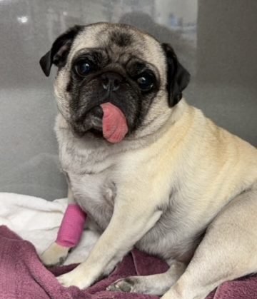 Pug in Recovery