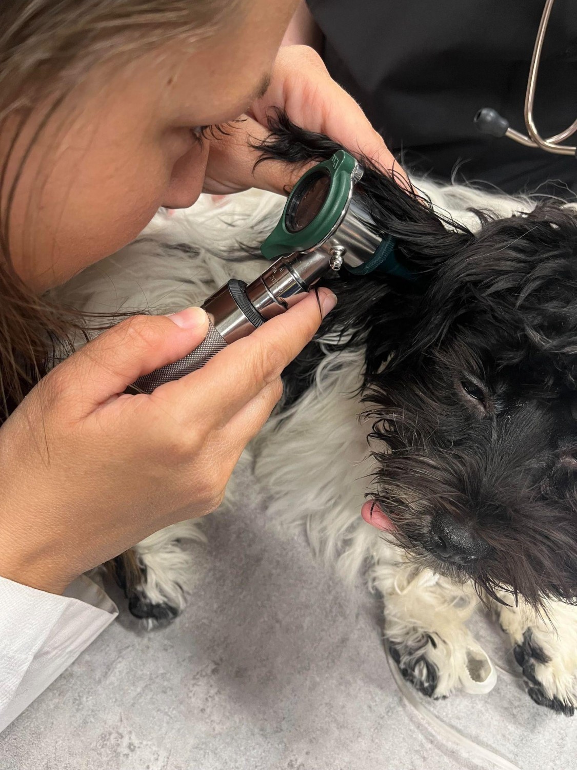 Dog Ear Exam