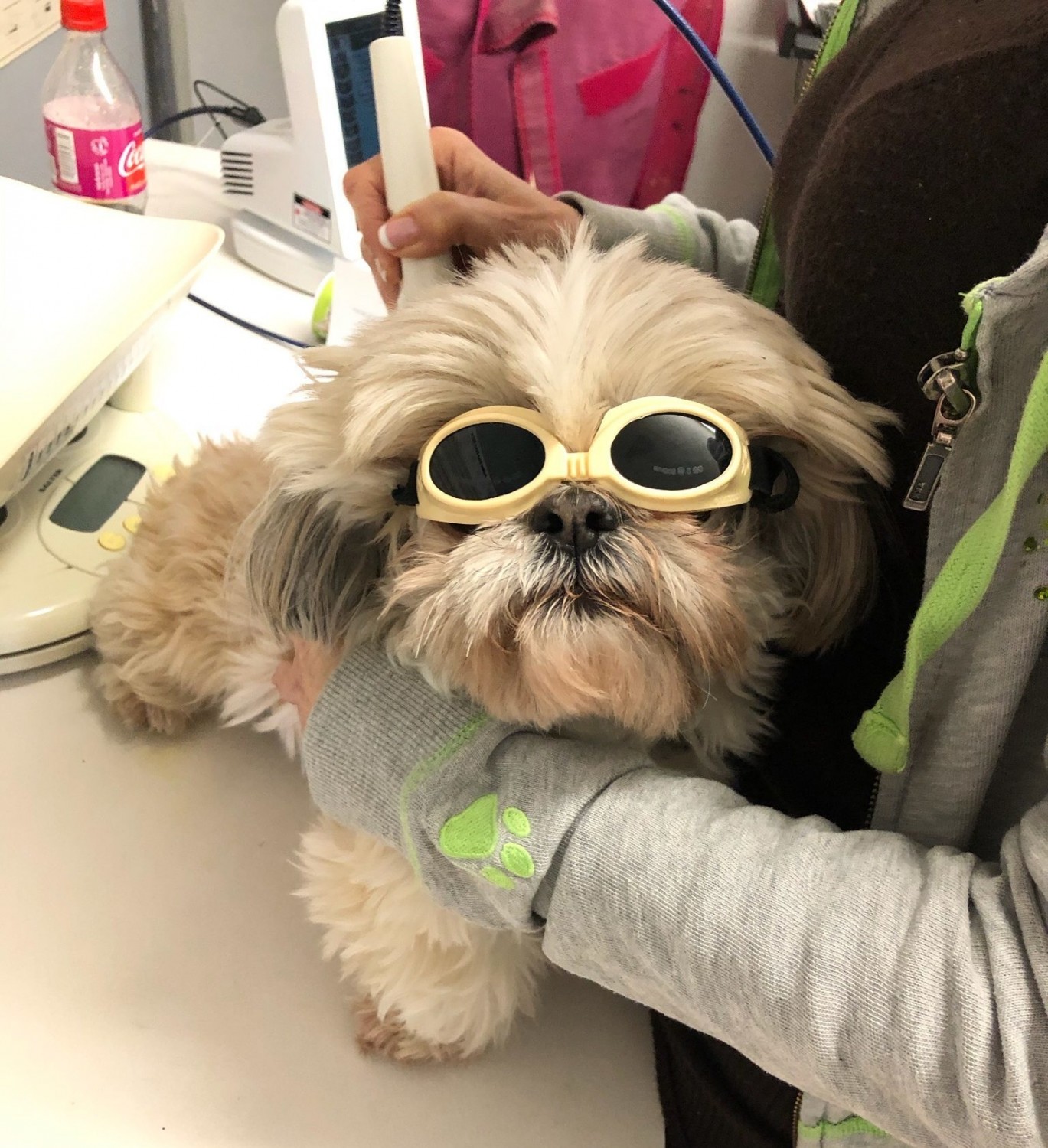 Dog in Goggles