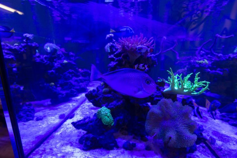 Our Fish Tank